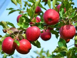 We did not find results for: Cara Menanam Apel Merah Dari Biji Urban Garden