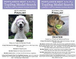 Our Most Fashionable Annual Benefit Portland S Next Topdog Model Contest Will Be Featured On Andy Carson S Show On Fox 12 June Dog Life Large Dogs Small Dogs