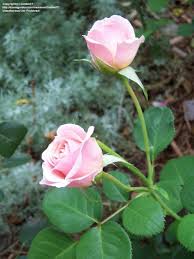 Voted rose of the year 2014, rosa 'lady marmalade' is a repeat flowering floribunda rose, which shows excellent resistance to diseases and provides a long season of colour throughout summer. Plantfiles Pictures Floribunda Rose Pretty Lady Rosa By Gindee77