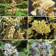 Image result for Bothriocline monocephala