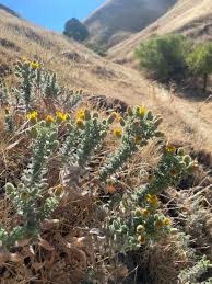 Image result for Alectra sessiliflora