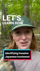 Learn how to identify invasive Japanese Knotweed with the EAC's green  cities officer Jillian Ramsay! Want to learn more about these stubborn  plants and other invasive species in NS? Follow the link ...