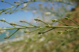 Image result for Crambe kilimandscharica