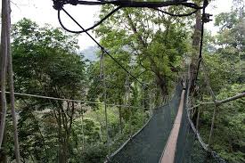 Development of a range of leisure and tourism indirectly help reduce visits out residents for recreational purposes and. Frim Canopy Walk Kuala Lumpur 2021 All You Need To Know Before You Go With Photos Tripadvisor