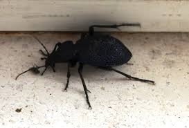 Image result for Coleus psammophilus