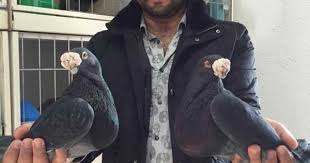 Beautiful Pigeons Dove Pigeon Pigeon Pet Pigeon