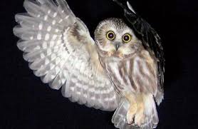 Dark Moon Traveler Natural History Magazine Eule Eule Stofftier Eulen Fotos