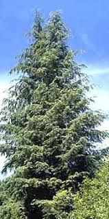 The state also has a vibrant arts scene and there are galleries and museums throughout the state. Washington State Tree Washington State Tree Washington State Plant Sale