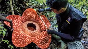 Picture This Monster Flower