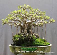10 Bonsai Ideas Bonsai Bonsai Plants Bonsai Art