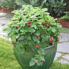 Medicinal uses of pink flowered raspberry. The Top 13 Raspberry Varieties To Grow In Zones 3 9 Gardener S Path