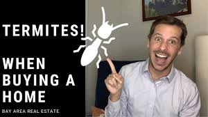 Termites are the most destructive pests you'll never see. Termites And Bay Area Real Estate Who Pays For It With Brett Caviness Youtube