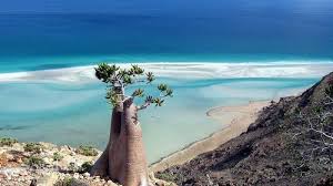 جزيرة سقطرة _ "socotra island"
