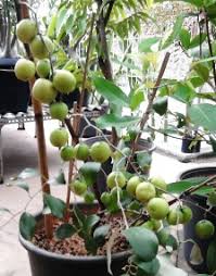 Siap kami kirim ke seluruh wilayah indonesia dengan penjualan via online maupun offline. Angel Nurserry Tanaman Langka