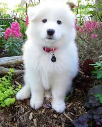 Samoyed Evcil Hayvanlar Hayvanlar Kopek