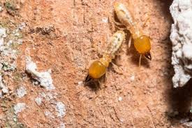 What is the best product for home pest control? What Can I Do When Termites Invade My Home Acacia Pest Control Geelong