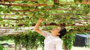 5 fruit trees that are too easy to grow in the home garden. Khmer Beekeeping Farm Plant Passion Fruit Trees For Make Shade To Honey Bees Hives Youtube