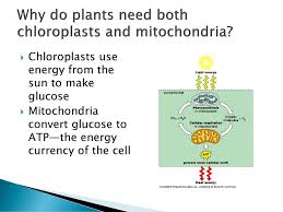 Chloroplasts are a type of plastid that are distinguished by their chemiosmosis in chloroplasts that results in the donation of a proton for the production of adenosine triphosphate (atp) in plants. Why Does A Plant Cell Need Chloroplasts And Mitochondria