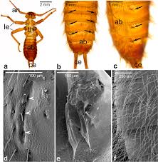 Evolutionary origin and functioning of pregenital abdominal outgrowths in a  viviparous insect, Arixenia esau | Scientific Reports