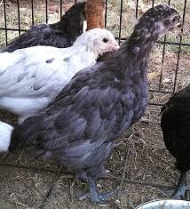 Pin On Pinning With My Peeps The Chicken Chick