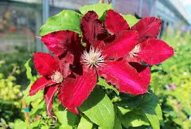 Check spelling or type a new query. Featuring Clematis Queen Of The Climbers Anna S Garden Home Wellness
