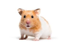 Oleh janed0oe juni 06, 2021 posting komentar. Hamster Picture 835 1000 Jpg Attempts To Improve Axonal Pathfinding And Quality Of Target Reinnervation Springerlink Nunchucknarwhal