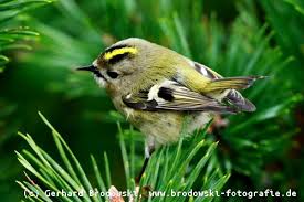 Wintergoldhahnchen Steckbrief Grosse Lebensraum Brutverhalten Bilder