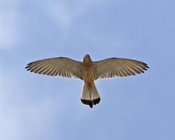 Es una especie amenazada debido a los cambios en los hábitats en los últimos años y la. Reproducen El Vuelo Del Cernicalo Primilla Con Aviones No Tripulados