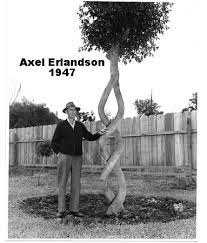 Maybe you would like to learn more about one of these? Axel Erlandson Happy Little Tree Garden