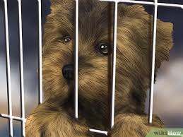 We did not find results for: 4 Ways To Care For An Australian Terrier Wikihow
