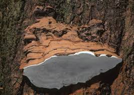 Image result for Ganoderma applanatum