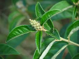 Image result for Croton triqueter