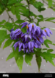 Image result for Solanum seaforthianum