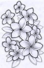 Black And Grey Plumeria Drawing Plumeria Tattoo Hawaiian Flower Drawing Flower Drawing