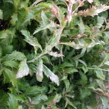 Image result for Spiraea x bumalda ´Crispa