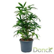 Rhapis Multifida Pot D26 X H80 Cm Autres Marques Jardinerie Truffaut Jardinerie Truffaut Jardinerie Engrais Agrumes