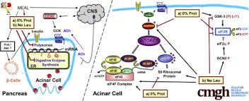 Georgian transliteration and virtual keyboard. Dietary Protein And Amino Acid Deficiency Inhibit Pancreatic Digestive Enzyme Mrna Translation By Multiple Mechanisms Sciencedirect