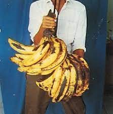 People interested in gambar pisang raja also searched for. Pisang Talun Republik Pisang