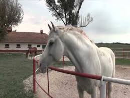 Costa tot atat, insa este mult mai valoros. Stire Etv Pur Sange Arab De Mangalia 21 09 2015 Youtube