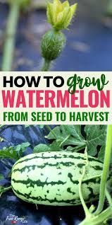 How To Grow Watermelon In Your Garden From Seed To Harvest How To Grow Watermelon Growing Melons Growing Watermelon From Seed