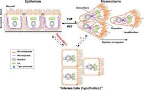 Every somatic cell in an animal's body undergoes mitosis meiosis is when one diploid cell undergoes two divisions to form 4 haploid reproductive cells. Frontiers Born To Run Diverse Modes Of Epithelial Migration Cell And Developmental Biology