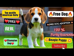 3 months old beautiful naughty puppy. Free Free Beagle Dog Beagle Puppy Beaglepuppy Beagle Dogadoption Youtube