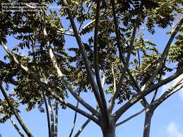 Image result for Polyscias fulva