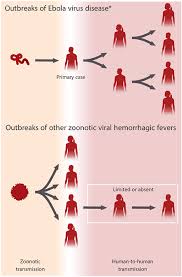Ebola virus disease (evd) is a rare and deadly disease most commonly affecting people and nonhuman primates (monkeys, gorillas, and chimpanzees). Transmission Of Ebola Virus Ebov In Ebola Virus Disease Evd Download Scientific Diagram