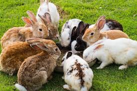 The spiritual meaning of the rabbit represents imagination, vast realms and networks of new ideas just think of alice in wonderland, the potential of rabbit spirit animal. Rabbit Spirit Animal Spirit Animal Info