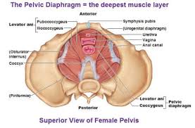 Pin On Kegel Exercise