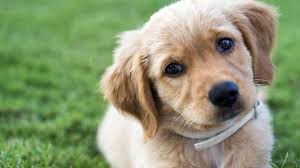 When is the best time to neuter a male dog? When Should You Neuter Your Dog To Avoid Health Risks Uc Davis