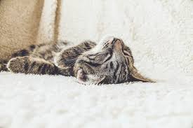 When your cat curls up and tucks her little face between her paws and her tail, she is final thoughts on sleeping cats. Your Cat S Sleeping Position Can Tell You What They Re Thinking