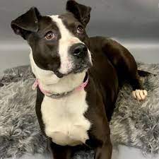 Please take a look at the dogs, puppies, cats and kittens currently being housed at our. Memphis Animal Services Lowers Adoption Fees To Get Large Dogs Adopted