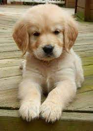 Too Precious For Words Cute Baby Animals Cute Dogs Golden Retriever Puppy